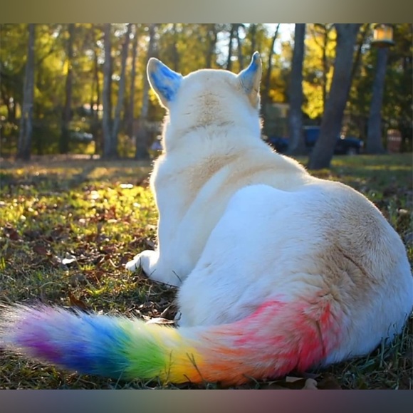 JIM & GLORIA ~ TEMPORARY PET HAIR DYE CHALK - Picture 1 of 6